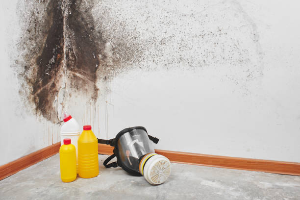 Best Best Mold Removal Companies  in Fairmont, WV