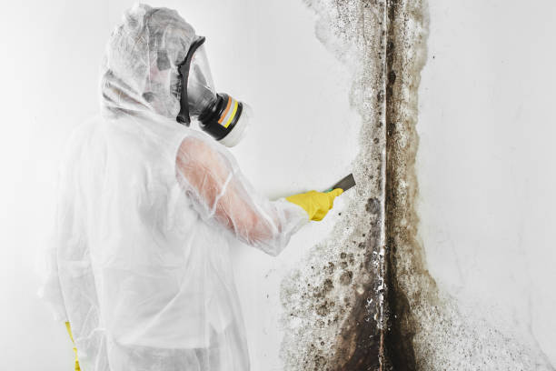 Best Emergency Mold Removal  in Fairmont, WV