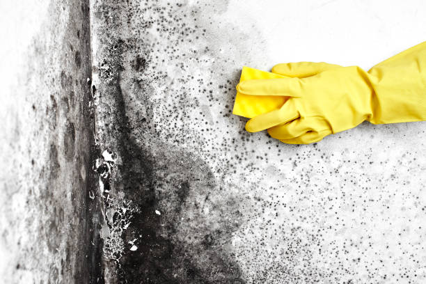 Best Mold Removal Specialists  in Fairmont, WV