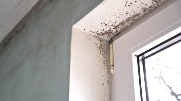 Best Mold Damage Repair  in Fairmont, WV