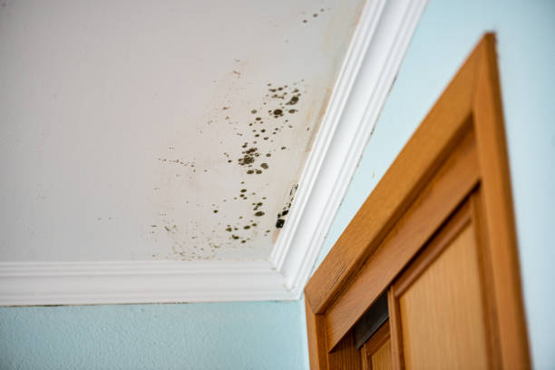 Best Home Mold Removal  in Fairmont, WV