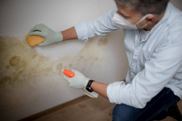 Best Office Mold Removal Services  in Fairmont, WV