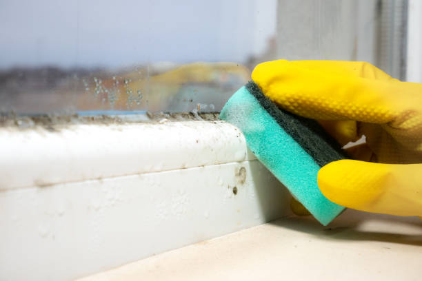 Best Mold Removal Near Me  in Fairmont, WV