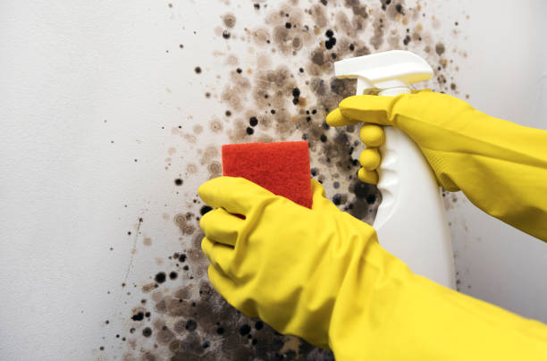 Best Commercial Mold Removal  in Fairmont, WV