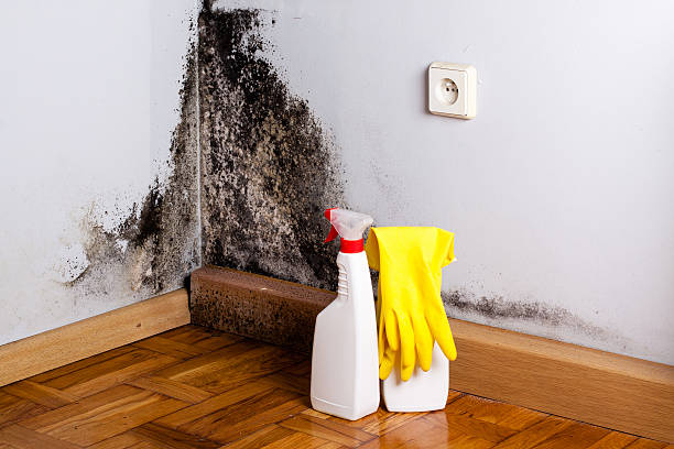 Best Water Damage Restoration  in Fairmont, WV