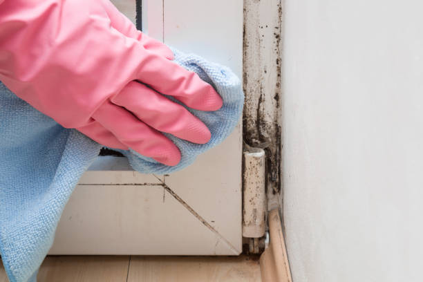 Home Mold Removal in Fairmont, WV