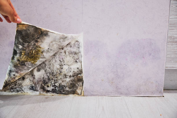 Best Same-Day Mold Removal  in Fairmont, WV
